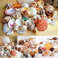 several pictures of seashells and shells on the floor in different stages of development