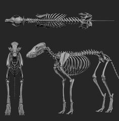 an animal skeleton is shown in this black and white photo, with the skeleton showing