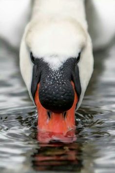 a white swan with an orange beak in the water