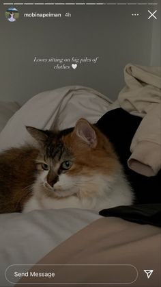 a cat laying on top of a bed next to pillows