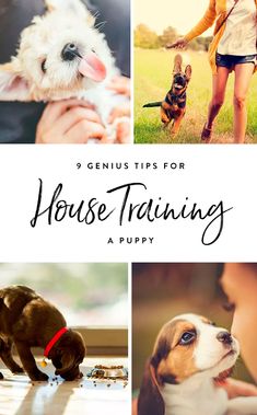 a woman holding a puppy in her hands with the words genius tips for house training