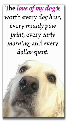 a white dog is looking at the camera with a quote above it that says,'the love of my dog is worth every dog hair, every muddy paw