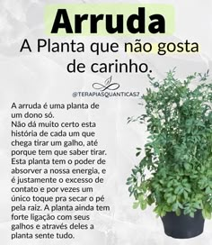 a plant with green leaves in a black pot on a white background that reads arruda, a plante que no gosta de carino