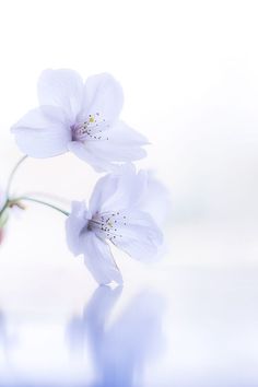 three white flowers are in a vase on a table with the reflection of it's petals