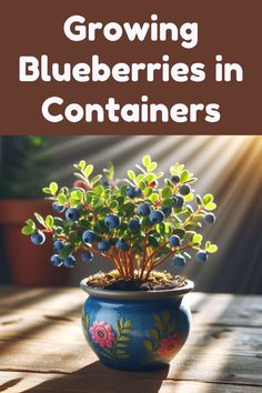 a potted plant with blueberries in it and the title growing blueberries in containers