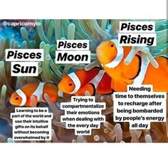 an image of clownfishs in the ocean with words describing their different ways to see them