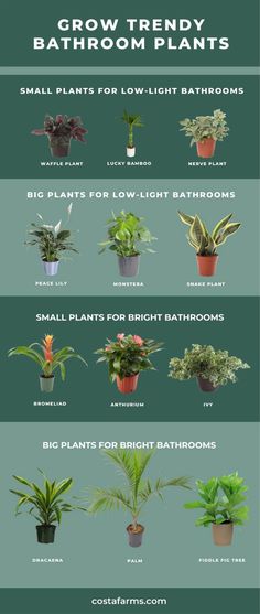 the different types of plants that are growing in potted planters, and how to grow them