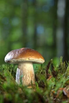 a close up of a mushroom on the ground with trees in the backgroud