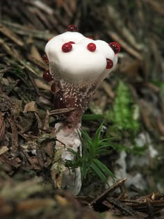 a small white mushroom with red eyes on it's head sitting in the woods