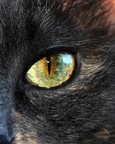 the cat's eye is glowing green and yellow