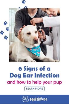 Is your pup struggling with stinky dog ears? It could be a dog ear infection and something to address right away. In this Squishface blog post we have 6 signs those stinky dog ears could be an infection with tips for cleaning dog ears so your pup (and your nose) get relief and you can prevent a dog ear infection in the future. Read now to grab these dog care and dog grooming tips! | dog remedies