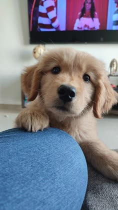 a puppy sitting on the back of a couch looking at the camera with its paws on it's head