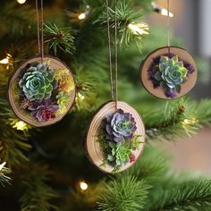 three wooden ornaments with succulents are hanging on a christmas tree branch,