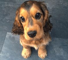 a brown and black dog sitting on top of a tile floor