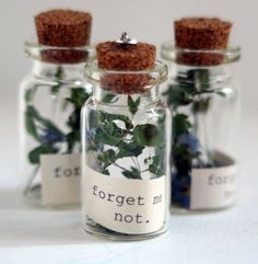 three glass jars filled with tiny plants and labels that say forgeter, forgeter, forgeter