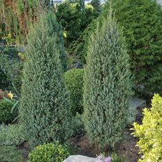 some very pretty trees and bushes in a garden