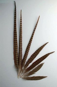 three feathers are arranged on a white surface, one is brown and the other is black