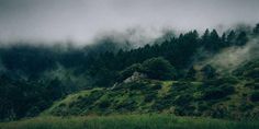 a grassy hill covered in fog and trees