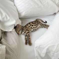 a cat laying on top of a white bed covered in pillows