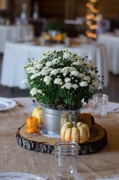 white flowers are in a metal pot on a wood slice with pumpkins and gourds