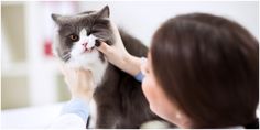 a woman petting a gray and white cat