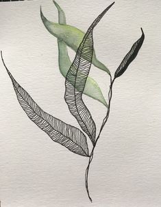 a drawing of a plant with leaves on it