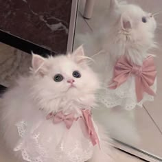 a white cat wearing a pink bow tie in front of a mirror