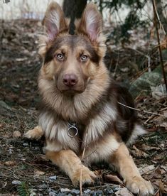 a brown and black dog laying on the ground next to a tree with it's eyes open