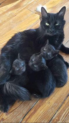 a black cat sitting on top of three kittens