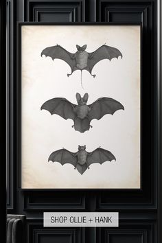 three bats hanging on the wall in front of a black and white photo with text reading shop ollie + hank