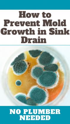 the cover of how to prevent mold growth in sink drain