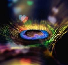 a close up view of a peacock feather