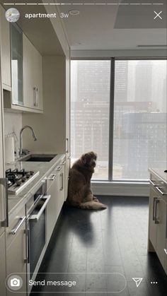 a dog sitting on the floor in a kitchen next to an oven and stove top