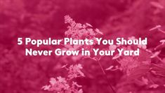 the words 5 popular plants you should never grow in your yard on a pink background