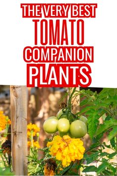 the very best tomato companion plants to grow in your yard or garden are these tomatoes?