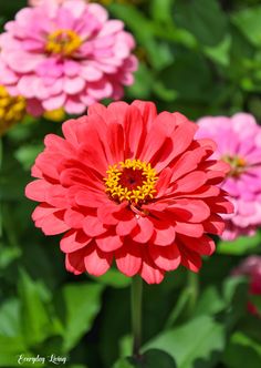 red and pink flowers with green leaves in the backgrounnd, closeup