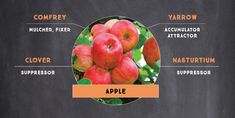 an apple labeled in different parts of the fruit