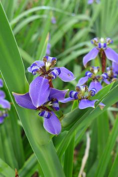 some purple flowers are growing in the grass