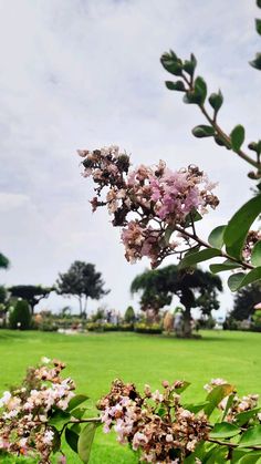 the flowers are blooming on the tree branch in the park, and there is no image here to provide a caption for