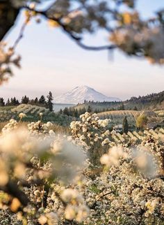 a field with lots of white flowers in the foreground and a mountain in the background