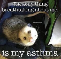 an animal in a suitcase with the caption'the only thing breaking about me, is my asthma '