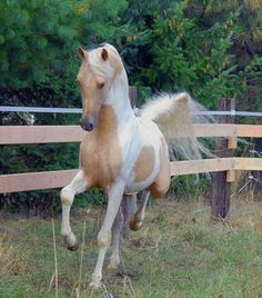 a brown and white horse is running in the grass next to a fence with trees behind it