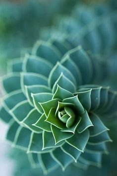 a close up view of a green flower