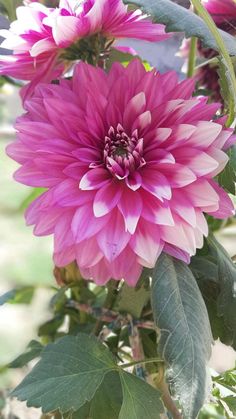 a pink flower with green leaves in the foreground