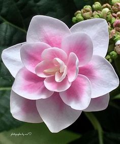 a pink and white flower with green leaves