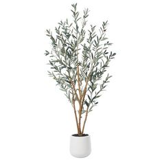 an olive tree in a white vase on a white background