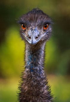 an ostrich is looking at the camera