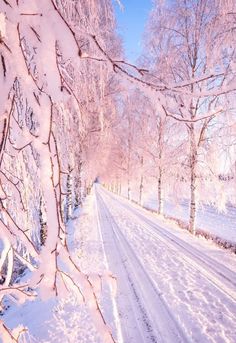 snow covered trees line the side of a snowy road