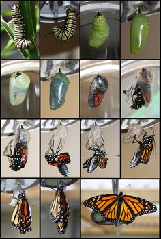 many different pictures of monarch butterflies and caterpillars in their chlops