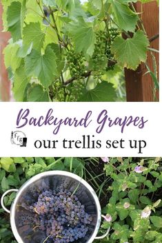 a bucket full of grapes sitting on top of a lush green field with the words backyard grapes our trellis set up